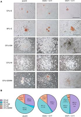 OGT and OGA gene-edited human induced pluripotent stem cells for dissecting the functional roles of O-GlcNAcylation in hematopoiesis